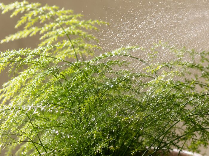 Plants